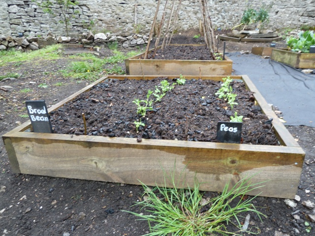 Peas and broad beans in Tideswell community garden